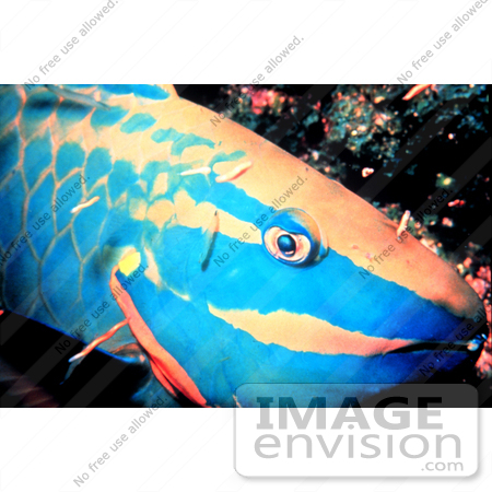 #17324 Picture of a Spotlight Parrotfish by JVPD