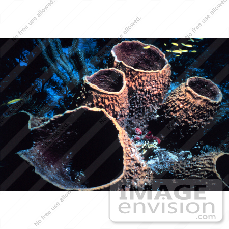 #17334 Picture of Barrel Sponges at the Florida Keys National Marine Sanctuary by JVPD