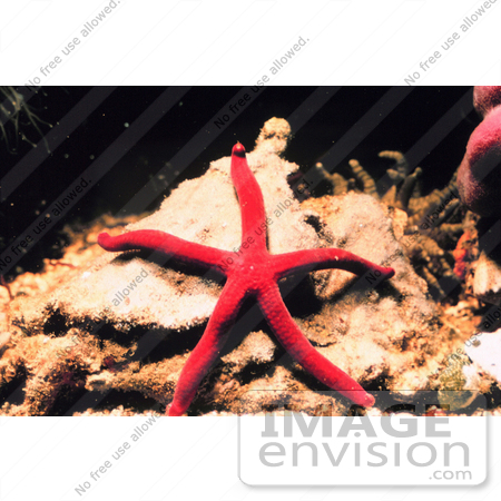 #17567 Picture of a Red Starfish on a Rock by JVPD