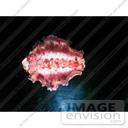 #17574 Picture of a Spanish Dancer Sea Slug Nudibranch (Hexabranchus sanguineus) by JVPD