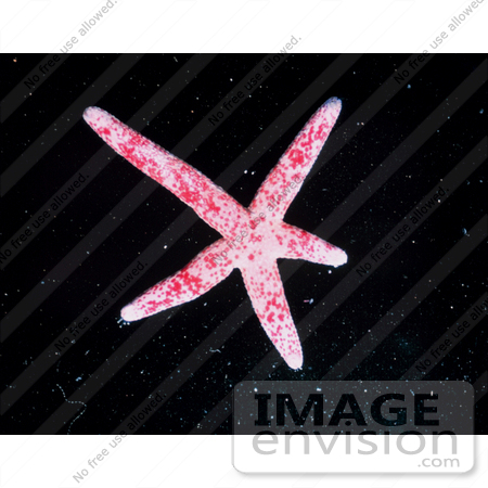 #17578 Picture of a Pink Starfish by JVPD