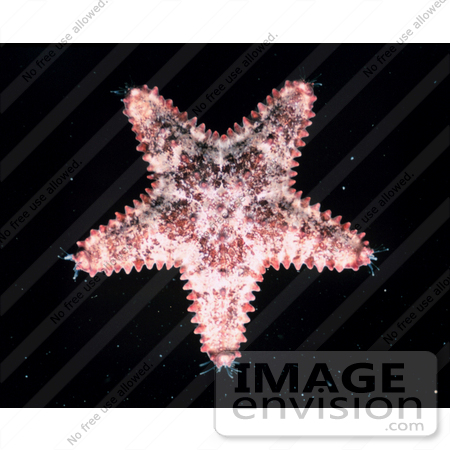 #17603 Picture of a Starfish by JVPD