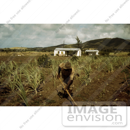 #17868 Photo of an African American Farmer Cultivating Rows in a Sugar Cane Field by JVPD