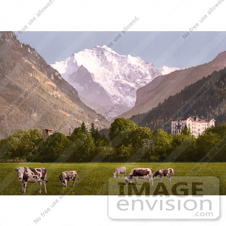 #18023 Picture of Cows Grazing at Hoheweg, Near Jungfrau, Interlaken, Bernese Oberland, Switzerland by JVPD