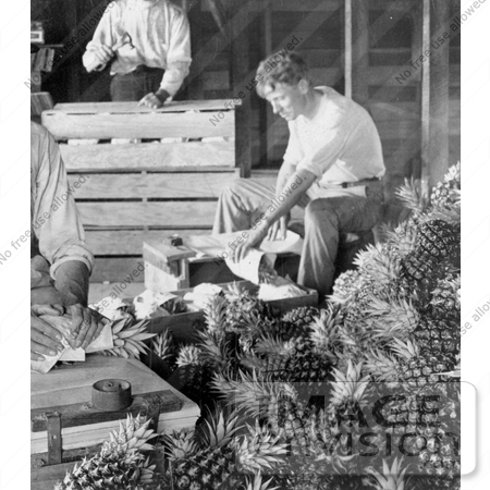 #18702 Black and White Photo of Men Boxing Pineapples For Shipment After Harvest by JVPD