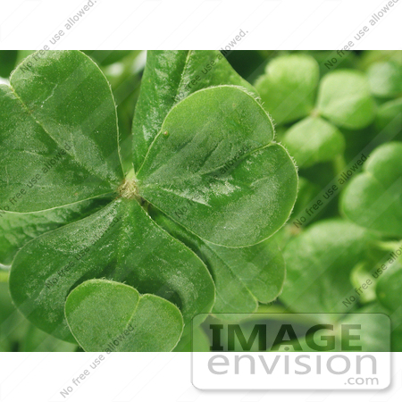 Photograph of Clovers on a Shamrock Plant #190 by Jamie 