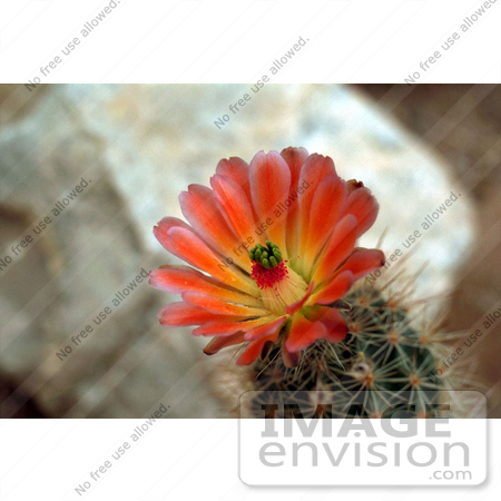 #19824 Photo of Pink and Yellow Cactus Flower by JVPD