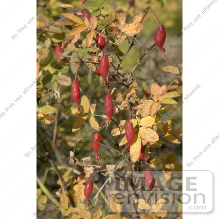 #19829 Photo of Rosehips of the Prickly Wild Rose, Prickly Rose, Arctic Rose (Rosa acicularis) by JVPD