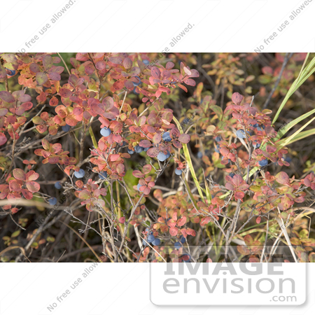 #19842 Photo of Blueberries Growing on a Shrub With Autumn Foliage by JVPD