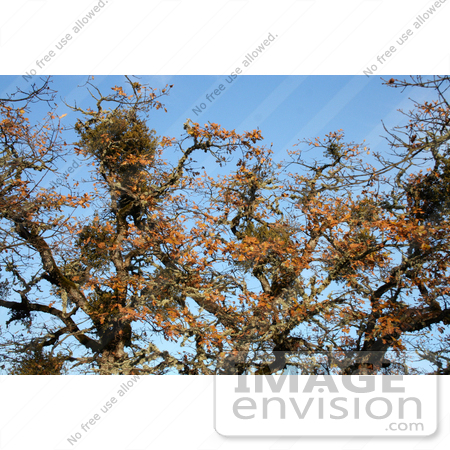 #19869 Stock Photography: Bundles of Mistletoe on Oak Tree Branches in Autumn by Jamie Voetsch