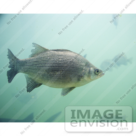 #20930 Stock Photography of a White Bass Fish (Morone chrysops) by JVPD