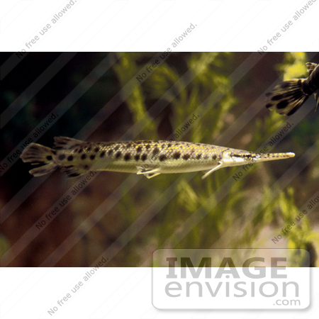 #20933 Stock Photography of a Spotted Gar Fish (Lepisosteus oculatus) by JVPD