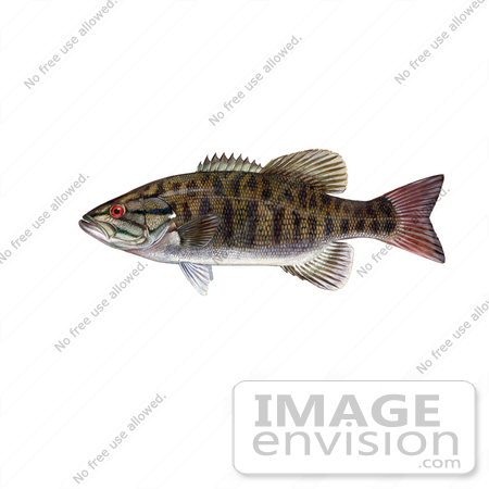#20949 Clipart Image Illustration of a Smallmouth Bass Fish (Micropterus dolomieu) by JVPD