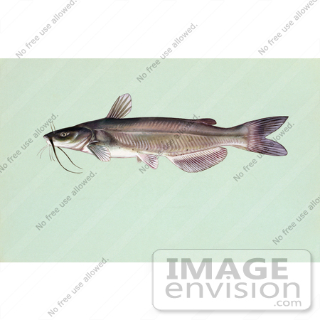 #20953 Clipart Image Illustration of a Channel Catfish (Ictalurus punctalus) by JVPD