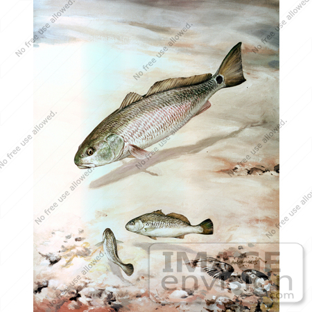 #20955 Clipart Image Illustration of Channel Bass Fish Swimming by JVPD