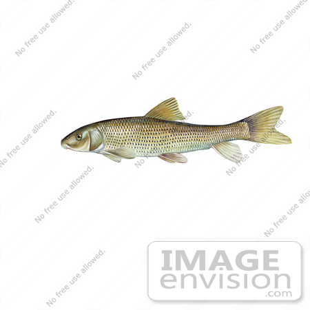 #20956 Clipart Image Illustration of a Spotted Sucker Fish (Minytrema melanops) by JVPD