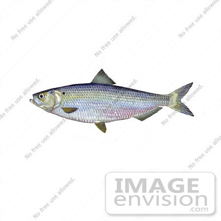 #20957 Clipart Image Illustration of a Blueback Herring Fish (Alosa aestivalis) by JVPD