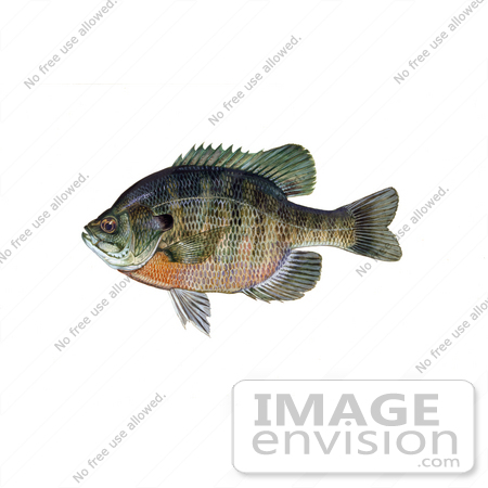#20960 Clipart Image Illustration of a Bluegill Fish (Lepomis macrochirus) by JVPD