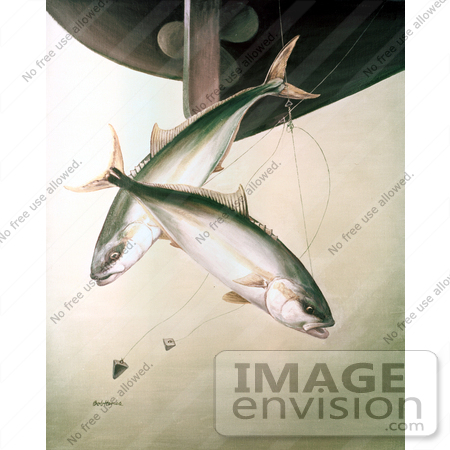 #20962 Clipart Image Illustration of Yellowtail Fish (Seriola lalandei) Swimming After Hooks Under a Boat by JVPD