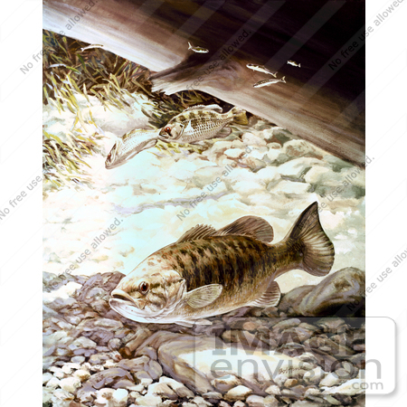 #20964 Clipart Image Illustration of Smallmouth Bass Fish Swimming Underwater by JVPD