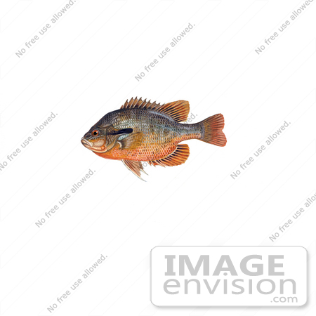 #20965 Clipart Image Illustration of a Redbreast Sunfish (Lepomis auritus) by JVPD