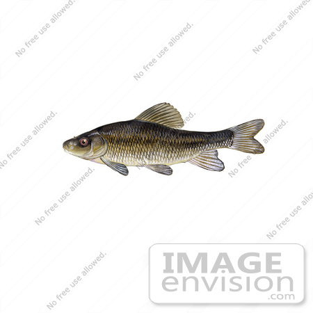 #20967 Clipart Image Illustration of a Creek Chubsucker Fish (Erimyzon oblongus) by JVPD