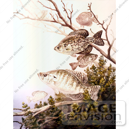 #20976 Clipart Image Illustration of Black Crappie and White Crappie Fish Swimming by JVPD