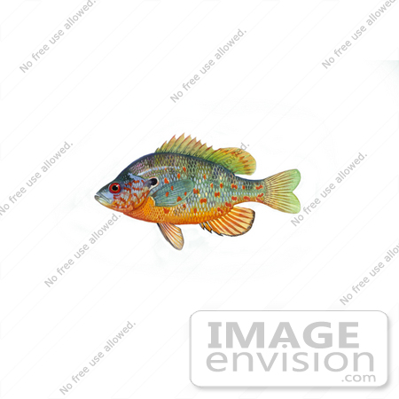 #20979 Clipart Image Illustration of an Orangespotted Sunfish (Lepomis humilis) by JVPD