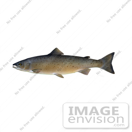 #20980 Clipart Image Illustration of an Atlantic Salmon (Salmo salar) by JVPD
