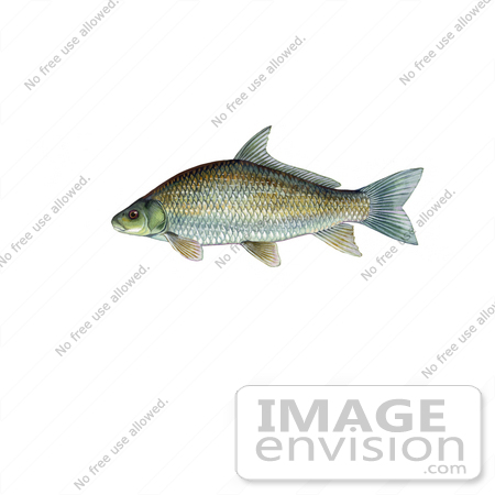 #20981 Clipart Image Illustration of a Smallmouth Buffalo Fish (Ictiobus bubalus) by JVPD