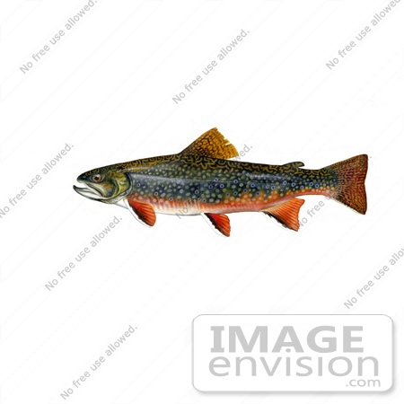 #20986 Clipart Image Illustration of Brook Trout Fish (Salvelinus fontinalis) by JVPD