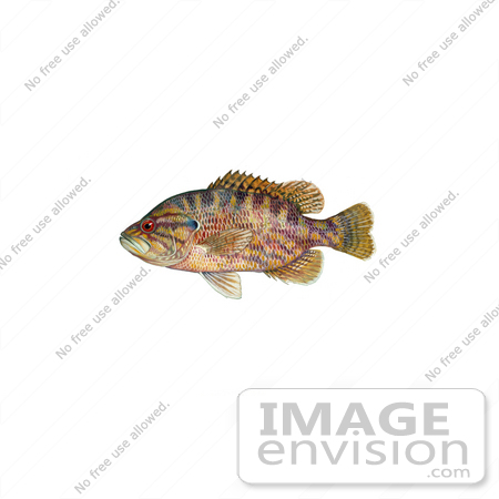 #20991 Clipart Image Illustration of a Warmouth Fish (Lepomis gulosus) by JVPD