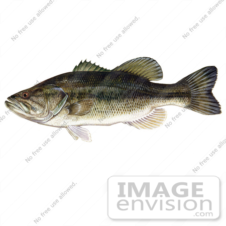 #20994 Clipart Image Illustration of a Largemouth Bass Fish (Micropterus salmoides) by JVPD