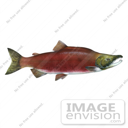 #20997 Clipart Image Illustration of a Sockeye Salmon Fish (Oncorhynchus nerka) by JVPD