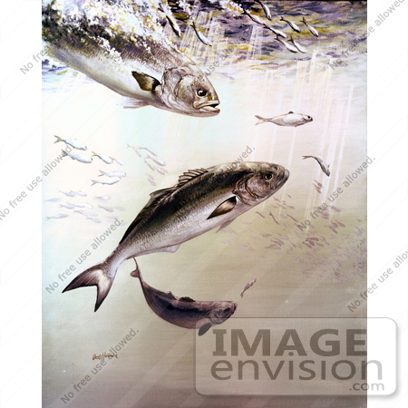 #21001 Clipart Image Illustration of Bluefish Chasing and Feeding Off of Smaller Fish by JVPD