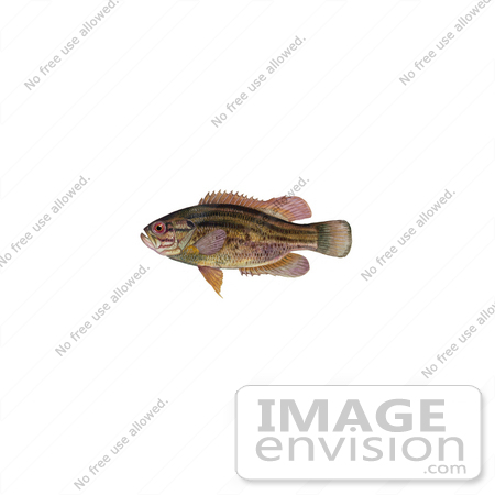 #21003 Clipart Image Illustration of a Mud Sunfish (Acantharchus pomotis) by JVPD