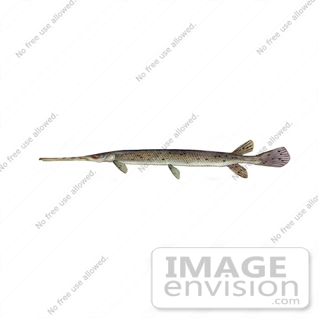 #21004 Clipart Image Illustration of a Longnosed/Longnose Gar Fish (lepisosteus osseus) by JVPD