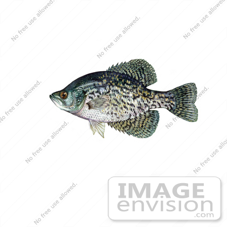 #21005 Clipart Image Illustration of a Black Crappie Fish (Pomoxis nigromaculatus) by JVPD