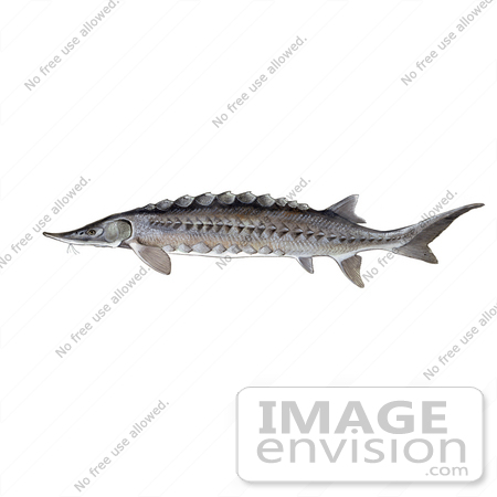 #21008 Clipart Image Illustration of an Atlantic Sturgeon Fish (Acipenser oxyrhynchus) by JVPD