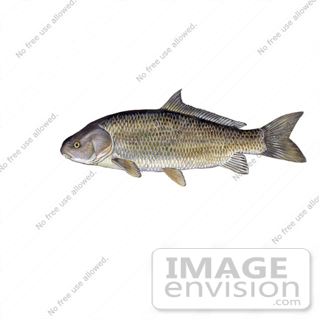 #21009 Clipart Image Illustration of a Black Buffalo Fish (Ictiobus niger) by JVPD