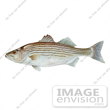 #21012 Clipart Image Illustration of a Striped Bass Fish (Morone saxatilis) by JVPD