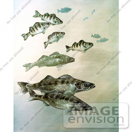 #21013 Clipart Image Illustration of Walleye, Yellow Perch and Pike Fish Swimming Together by JVPD