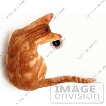 #211 Image of an Orange Kitten in a Tub, Looking at a Drain by Jamie Voetsch