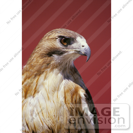#21524 Stock Photography of a Chickenhawk, or Red-Tailed Hawk (Buteo jamaicensis) Bird of Prey by JVPD