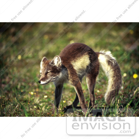 #21537 Wild Animal Stock Photography of a Cute Arctic Fox Stretching, Alaska by JVPD