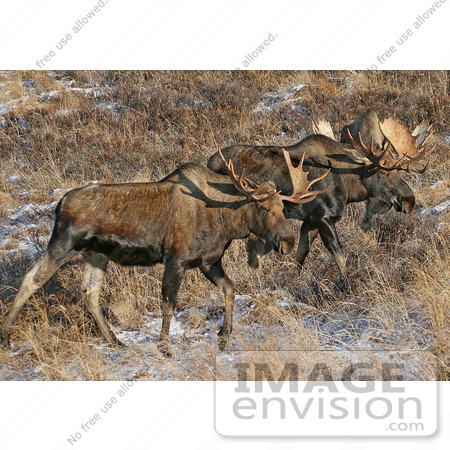 #21543 Wildlife Stock Photography of a Pair of Bull Moose (Alces alces) in Chugach State Park, Alaska by JVPD