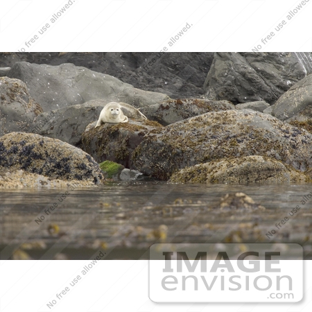 #21554 Stock Photography of a Lone Seal on a Rock at Peninsula Island, Aleutian Islands, Alaska Maritime National Wildlife Refuge by JVPD