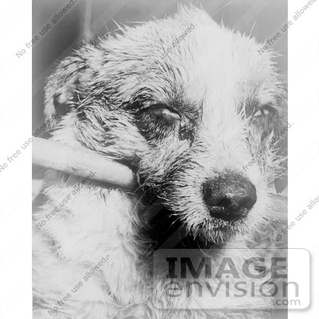 #21595 Stock Photography of a Stick Holding Up a Dog’s Head That is Paralized With Dumb Rabies by JVPD