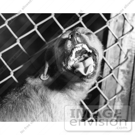 #21596 Stock Photography of a Rabid Dog Baring its Teeth by JVPD