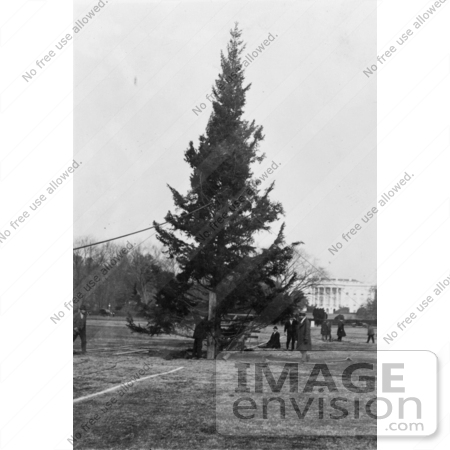 #2282 The National Christmas Tree, 1923 by JVPD